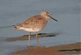 Willet