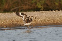 Willet