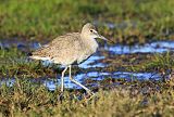 Willet