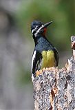 Williamson's Sapsucker