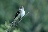 Willow Flycatcher