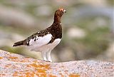 Willow Ptarmigan