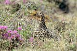 Willow Ptarmigan