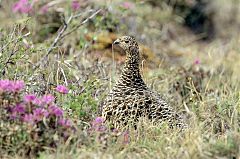 Willow Ptarmigan