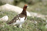 Willow Ptarmigan