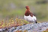 Willow Ptarmigan