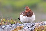 Willow Ptarmigan