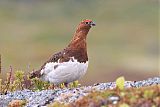 Willow Ptarmigan