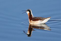 Wilson's Phalarope