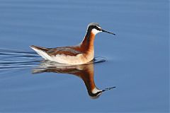 Wilson's Phalarope
