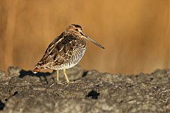 Wilson's Snipe