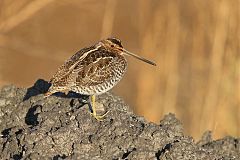 Wilson's Snipe