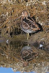 Wilson's Snipe