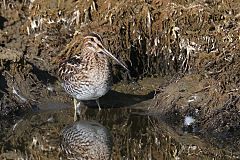 Wilson's Snipe