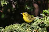 Wilson's Warbler