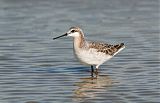 Wilson's Phalarope