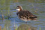 Wilson's Phalarope