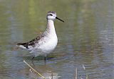 Wilson's Phalarope