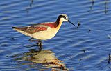 Wilson's Phalarope