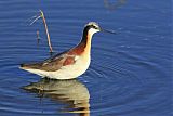 Wilson's Phalarope