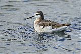 Wilson's Phalarope