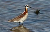 Wilson's Phalarope