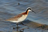 Wilson's Phalarope