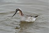 Wilson's Phalarope