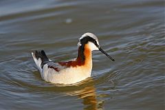 Wilson's Phalarope