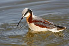 Wilson's Phalarope