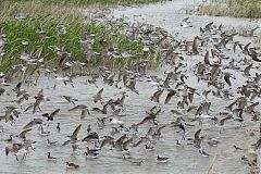 Wilson's Phalarope