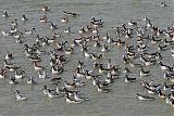 Wilson's Phalarope