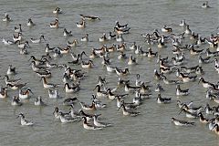 Wilson's Phalarope