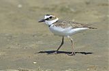 Wilson's Plover