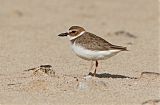 Wilson's Plover