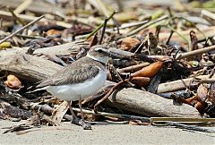 Wilson's Plover