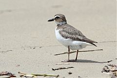 Wilson's Plover