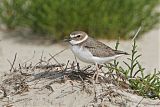 Wilson's Plover