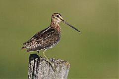 Wilson's Snipe