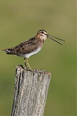 Wilson's Snipe