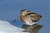 Wilson's Snipe