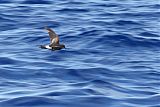 Wilson's Storm-Petrelborder=