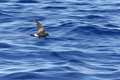 Wilson's Storm-Petrel