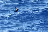 Wilson's Storm-Petrel