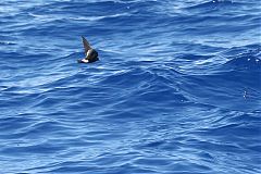 Wilson's Storm-Petrel