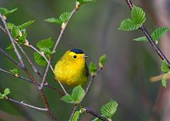 Wilson's Warbler