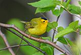 Wilson's Warbler