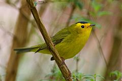 Wilson's Warbler