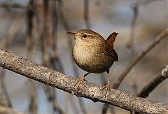 Winter Wren