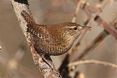 Winter Wren